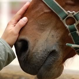 Reiten/Bodenarbeit/Ausbildung