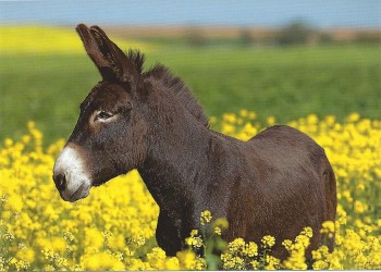 Postkartenset Edition Esel mit 10 Postkarten für alle Gelegenheiten