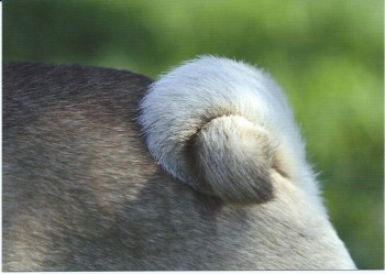 Postkartenset Edition Mopsfidele Grüsse mit 10 Postkarten für alle Gelegenheiten