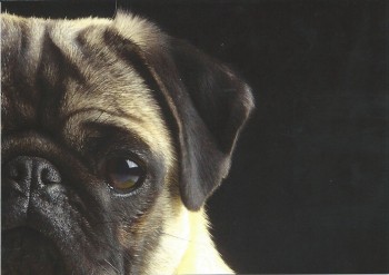 Postkartenset Edition Mopsfidele Grüsse mit 10 Postkarten für alle Gelegenheiten