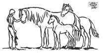 Auto Aufkleber Horsewoman silber Auto Aufkleber Horsewoman silber