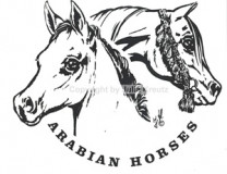 Auto Aufkleber Araberkopf mit Fohlen schwarz