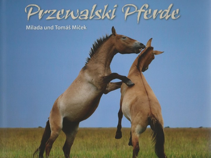 Przewalski Pferde - Im Galopp durch die Steppe