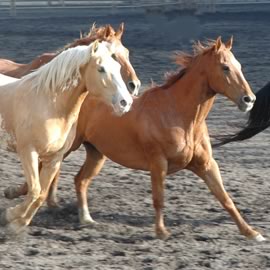 Westernreiten Westernreiten